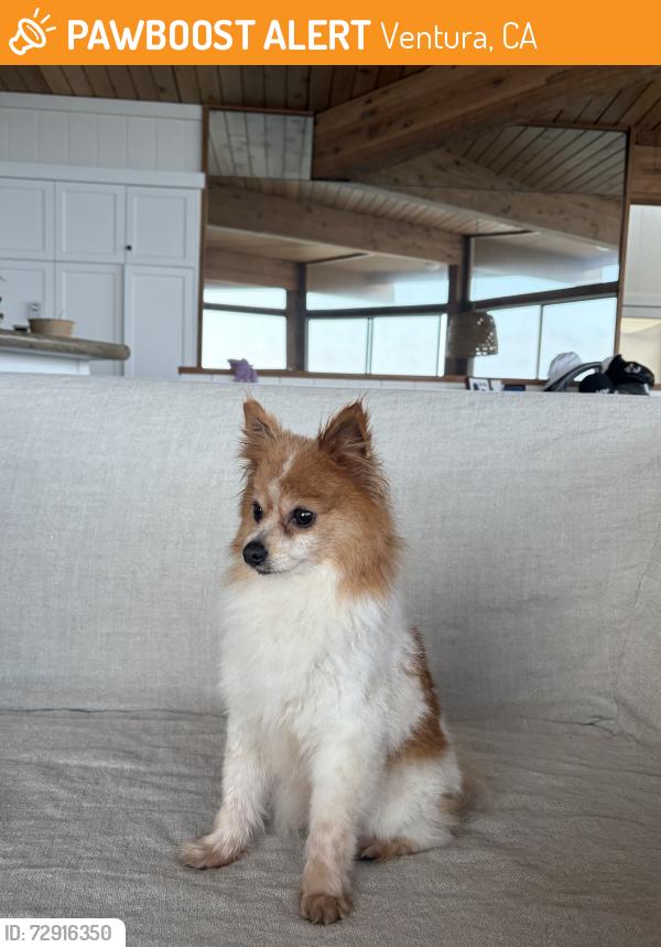 Found/Stray Unknown Dog last seen East Thompson Blvd & Palm, Ventura, CA 93001