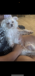 Reunited Male Dog last seen Candelaria between San Mateo and San Pedro, Albuquerque, NM 87110