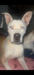 Reunited Female Dog last seen Near E Euclid Ave, Phoenix, AZ 85042, USA, Phoenix, AZ 85042