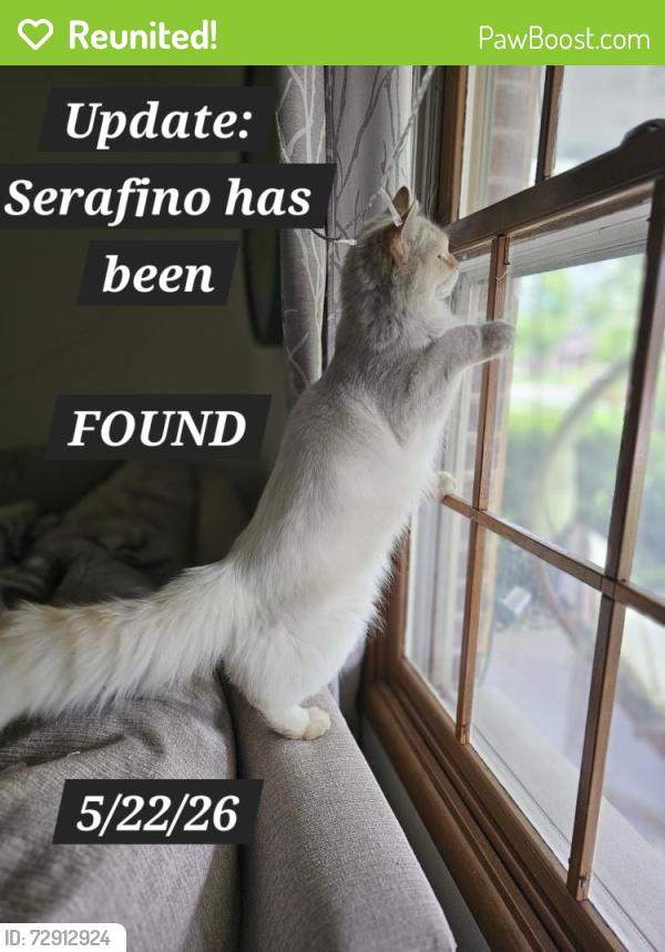Reunited Male Cat last seen E elizabeth Dr & Pettibone St in Crown Point, IN, Crown Point, IN 46307