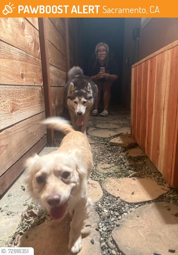 Found/Stray Unknown Dog last seen Kings market , Sacramento, CA 95820