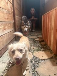 Found/Stray Unknown Dog last seen Kings market , Sacramento, CA 95820