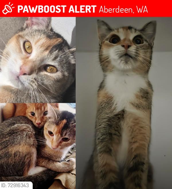 Lost Female Cat last seen Steward Blvd & N B St, past Robert Gray, Aberdeen, WA 98520