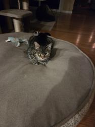 Reunited Female Cat last seen Janss and windsor, Thousand Oaks, CA 91360