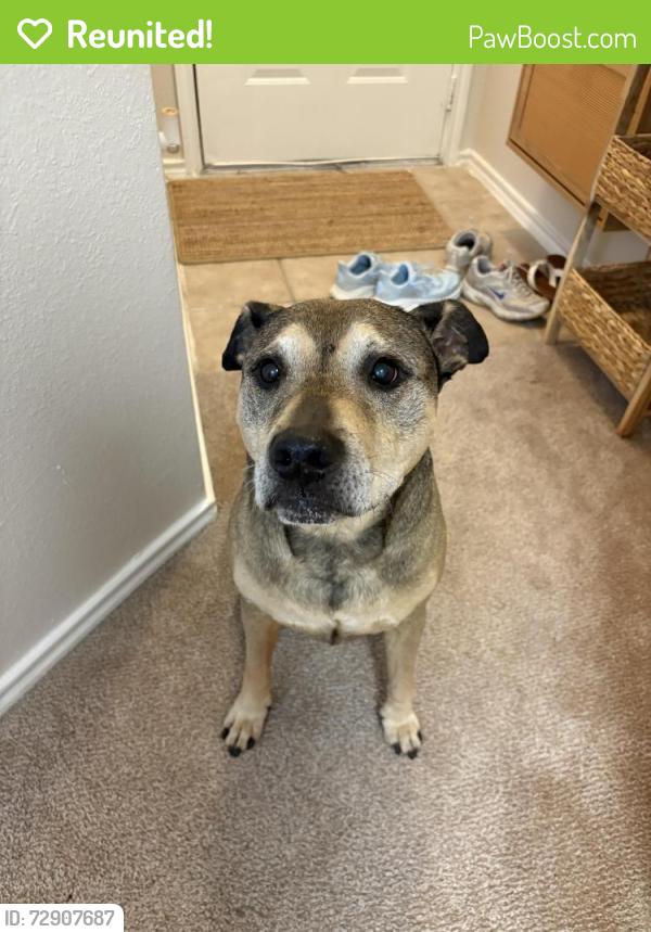 Reunited Male Dog last seen Fish creek linear park, Arlington, TX 76018