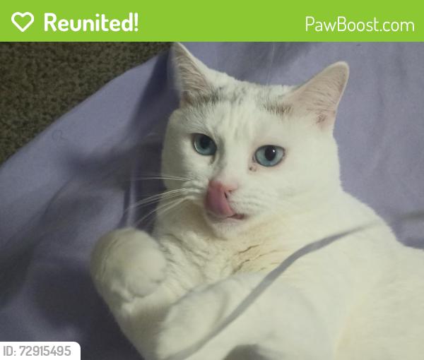 Reunited Female Cat last seen Chester, PA, USA, Chester, PA 19013