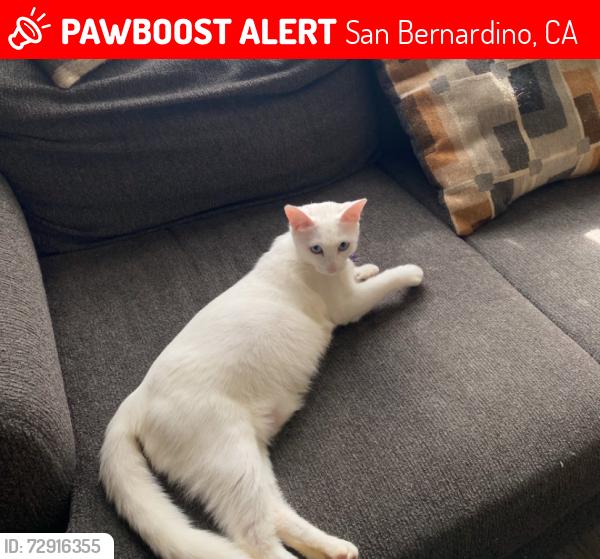 Lost Female Cat last seen Sonora Dr in San Bernardino, San Bernardino, CA 92404