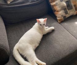 Lost Female Cat last seen Sonora Dr in San Bernardino, San Bernardino, CA 92404
