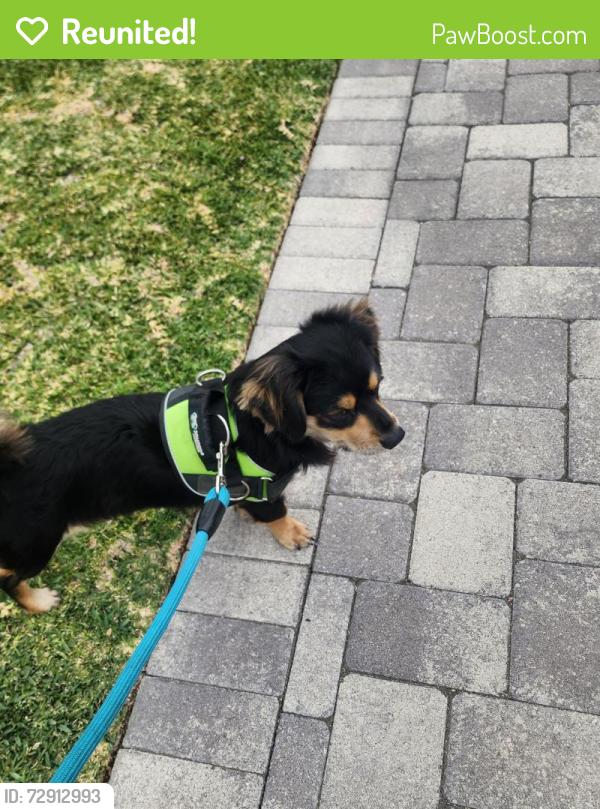 Reunited Male Dog last seen Eagan and Glenn, Whittier, CA 90604