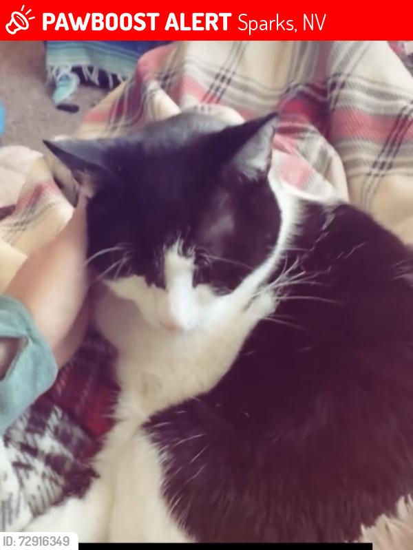 Lost Male Cat last seen Howard, Kim Way, Richards, Sparks, NV 89431