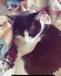 Lost Male Cat last seen Howard, Kim Way, Richards, Sparks, NV 89431