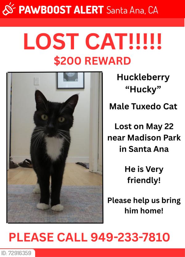 Lost Male Cat last seen e berkeley street, Santa Ana, CA 92707