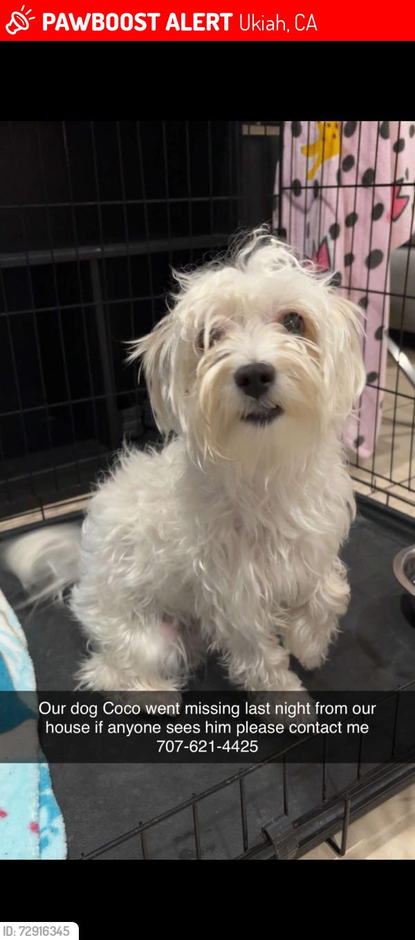 Lost Male Dog last seen South side of Ukiah , Ukiah, CA 95482