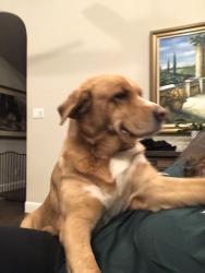 Reunited Female Dog last seen lakeshore drive. flowermound , Flower Mound, TX 75028