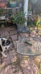 Reunited Male Dog last seen Foothills and Junction, Roseville, CA 95747