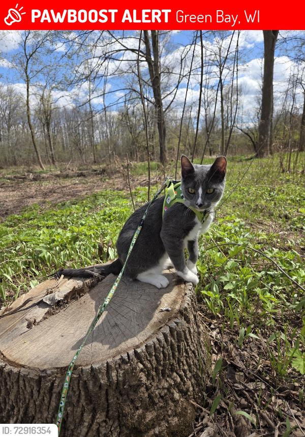 Lost Male Cat last seen Verlin Rd between Lime Kiln Rd & Bellevue St, Green Bay, WI 54302