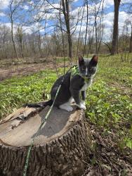 Lost Male Cat last seen Verlin Rd between Lime Kiln Rd & Bellevue St, Green Bay, WI 54302