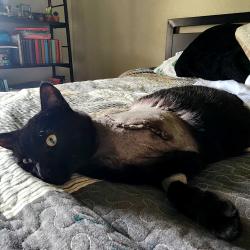 Reunited Male Cat last seen Eagle Ranch division,  near the new High school in Salado, Salado, TX 76571