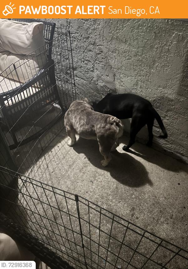Found/Stray Female Dog last seen 54th Street, San Diego, CA 92105