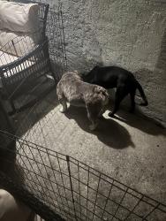 Found/Stray Female Dog last seen 54th Street, San Diego, CA 92105