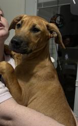 Found/Stray Male Dog last seen Exactly at Fred D. Alexander Boulevard , Charlotte, NC 28214