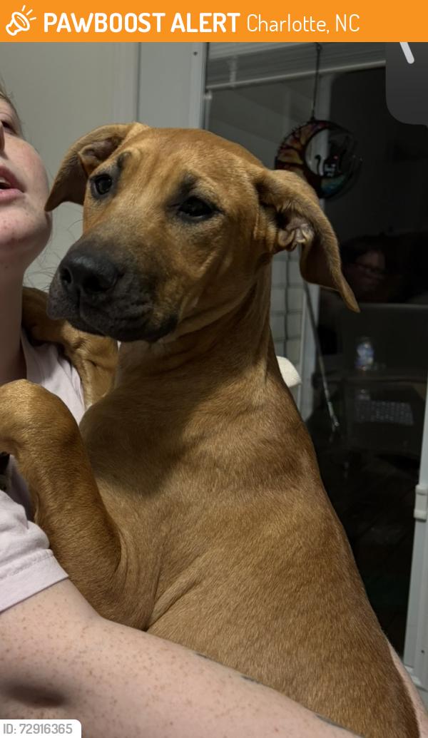 Found/Stray Male Dog last seen Exactly at Fred D. Alexander Boulevard , Charlotte, NC 28214