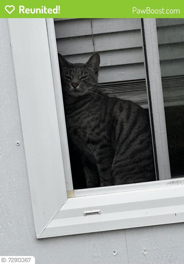 Reunited Female Cat last seen Roosevelt ave & Corona St, Lemon Grove, CA 91945