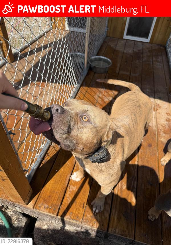Lost Male Dog last seen Leigh Ln , Middleburg, FL 32068