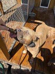 Lost Male Dog last seen Leigh Ln , Middleburg, FL 32068
