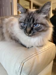 Reunited Female Cat last seen Near sepulveda blvd, Los Angeles, CA 91343