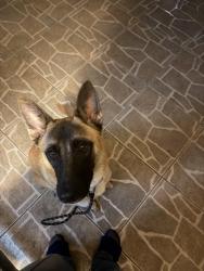 Found/Stray Male Dog last seen Centinela and La Brea, Inglewood, CA 90302