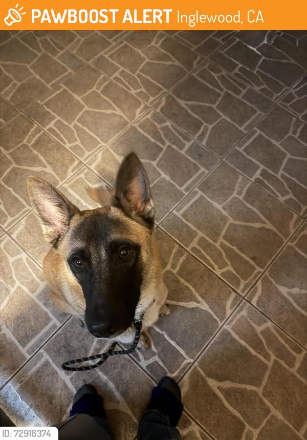Found/Stray Male Dog last seen Centinela and La Brea, Inglewood, CA 90302