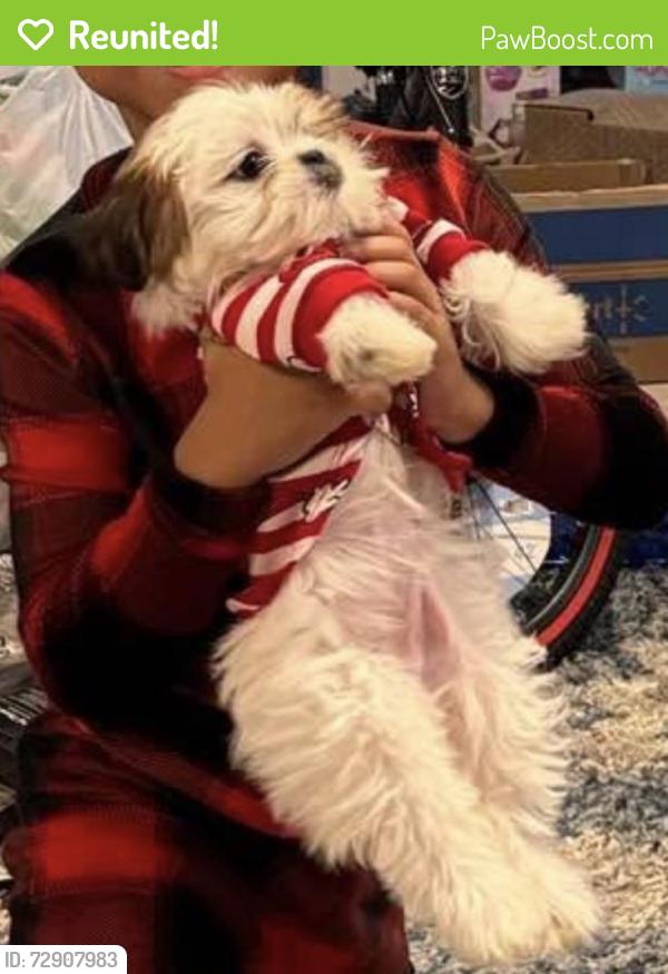 Reunited Female Dog last seen Hebron and quail creek maa hebron apmts , Carrollton, TX 75010