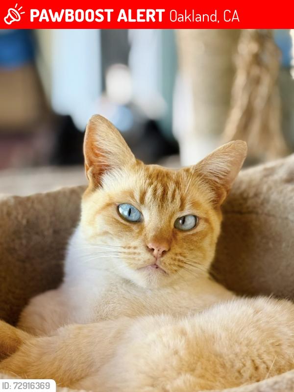 Lost Female Cat last seen Scarborough , Oakland, CA 94611
