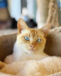 Lost Female Cat last seen Scarborough , Oakland, CA 94611