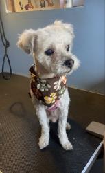 Lost Female Dog last seen Lecouvreur and Denni st or Lecouvreur and L st. , Los Angeles, CA 90744