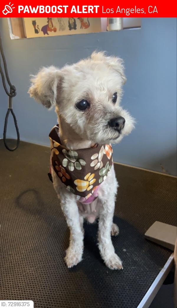 Lost Female Dog last seen Lecouvreur and Denni st or Lecouvreur and L st. , Los Angeles, CA 90744
