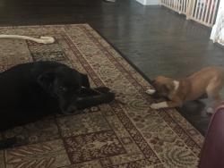 Reunited Female Dog last seen lakeshore de.  flowermound , Flower Mound, TX 75028