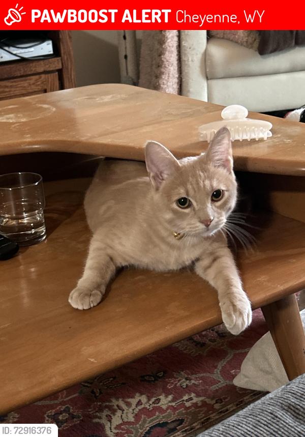 Lost Male Cat last seen Home Home 2 Hotel, Cheyenne, WY 82007