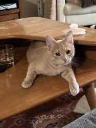 Lost Male Cat last seen Home Home 2 Hotel, Cheyenne, WY 82007