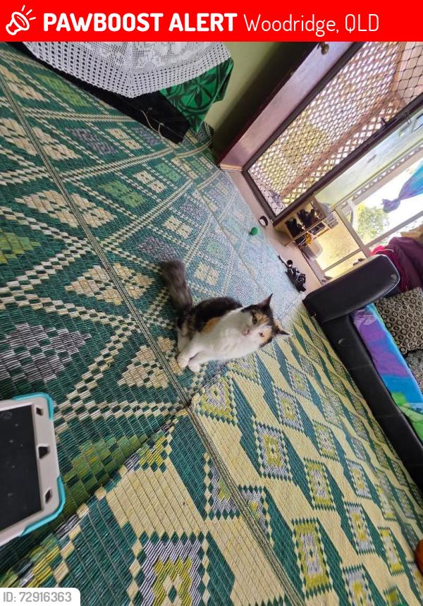 Lost Female Cat last seen Woodridge adventure skatepark , Woodridge, QLD 4114