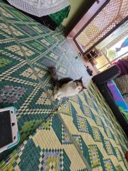 Lost Female Cat last seen Woodridge adventure skatepark , Woodridge, QLD 4114