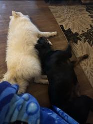 Lost Female Dog last seen Near santek rd, Staley, NC 27355