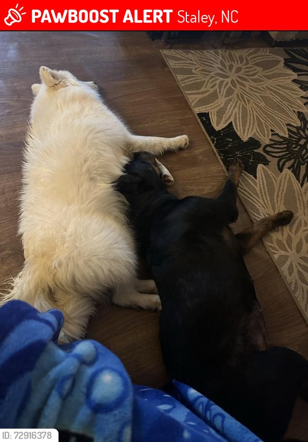 Lost Female Dog last seen Near santek rd, Staley, NC 27355