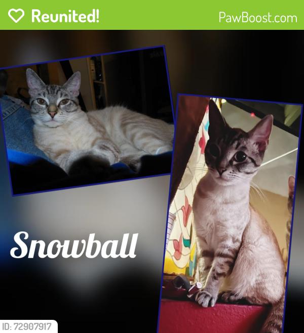 Reunited Male Cat last seen McFadden & Newhope., Santa Ana, CA 92704