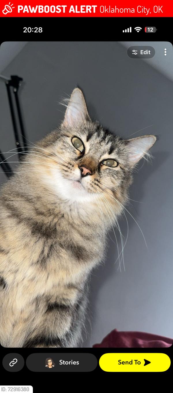 Lost Female Cat last seen 89th and May Ave , Oklahoma City, OK 73159