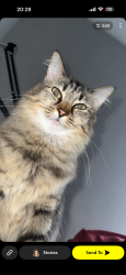 Lost Female Cat last seen 89th and May Ave , Oklahoma City, OK 73159