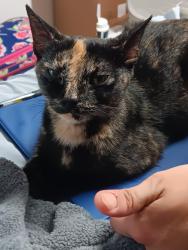 Lost Female Cat last seen Scenic Hills Golf Club area off 9 mile road, Pensacola, FL 32514