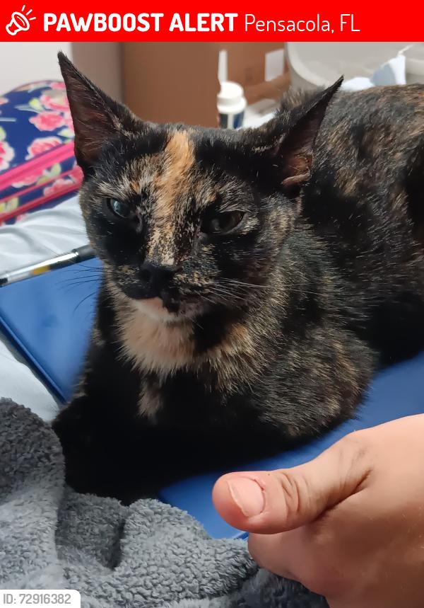 Lost Female Cat last seen Scenic Hills Golf Club area off 9 mile road, Pensacola, FL 32514
