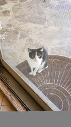 Reunited Female Cat last seen Cholla & High Woods Trail, Fort Worth, TX 76112
